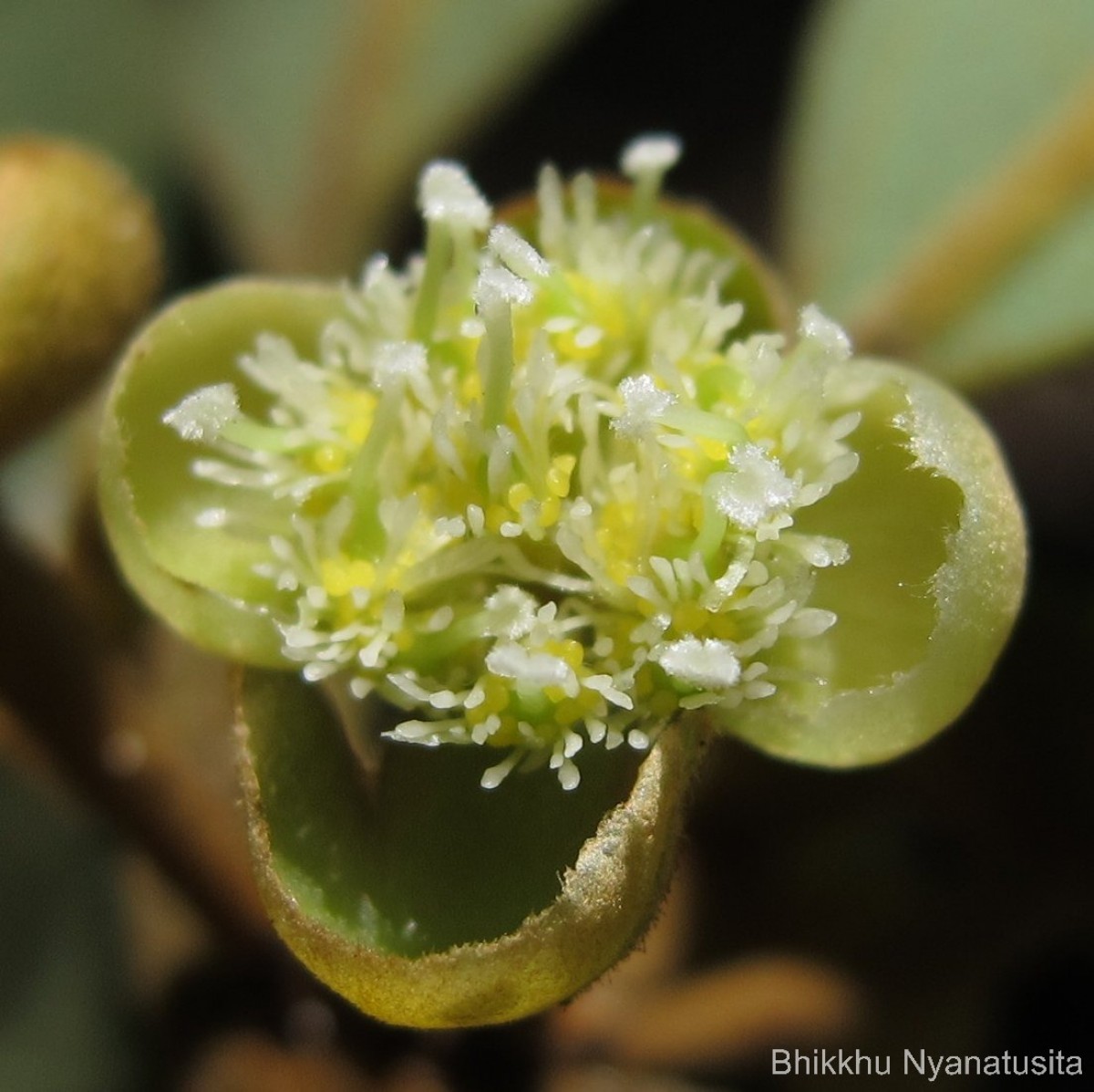 Litsea quinqueflora (Dennst.) C.R.Suresh